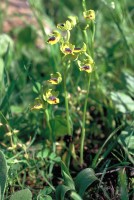 Ophrys lutea subsp. minor