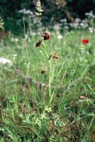 Ophrys mammosa