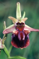 Ophrys mammosa