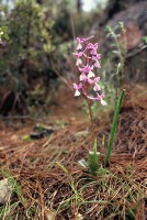 Orchis anatolica
