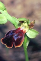 Ophrys fusca