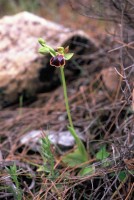 Ophrys fusca