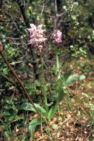 Orchis simia