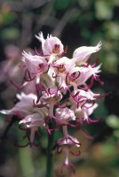 Orchis simia