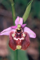 Ophrys candica