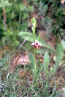 Ophrys candica