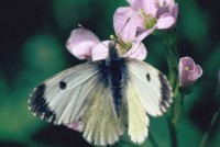 Anthocharis cardamines