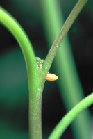 Anthocharis cardamines