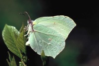 Gonepteryx rhamni