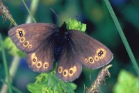 Erebia medusa