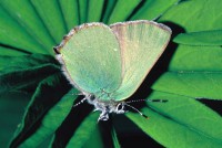 Callophrys rubi