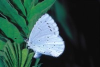 Celastrina argiolus