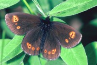 Erebia medusa