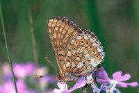 Eurodryas aurinia