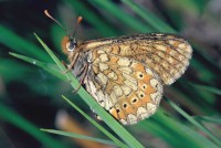 Eurodryas aurinia