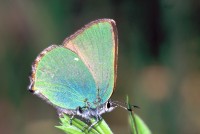 Callophrys rubi