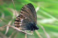 Coenonympha hero