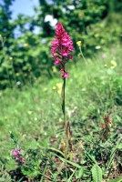 Anacamptis pyramidalis