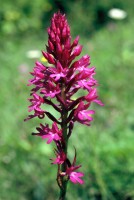 Anacamptis pyramidalis