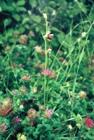 Ophrys sphegodes subsp. caucasica