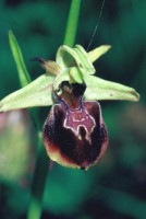 Ophrys sphegodes subsp. caucasica