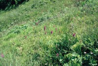 Dactylorhiza urvilleana