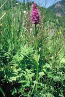 Dactylorhiza urvilleana