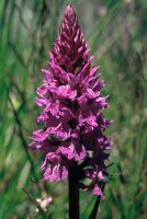 Dactylorhiza urvilleana