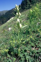 Cephalanthera damasonium