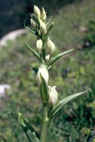 Cephalanthera damasonium