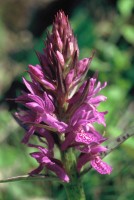 Dactylorhiza urvilleana