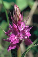 Dactylorhiza urvilleana