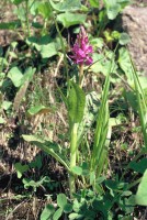 Dactylorhiza urvilleana