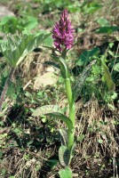 Dactylorhiza urvilleana