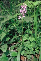 Dactylorhiza urvilleana subsp. bithynica