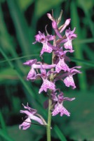 Dactylorhiza urvilleana subsp. bithynica