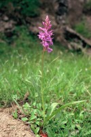 Dactylorhiza urvilleana subsp. bithynica