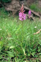 Dactylorhiza urvilleana subsp. bithynica