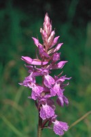 Dactylorhiza urvilleana subsp. bithynica