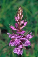 Dactylorhiza urvilleana subsp. bithynica