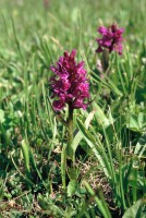 Dactylorhiza euxina