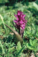 Dactylorhiza euxina