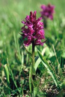 Dactylorhiza euxina