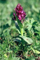 Dactylorhiza euxina