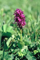 Dactylorhiza euxina