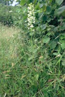 Platanthera bifolia