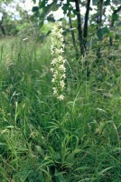 Platanthera bifolia