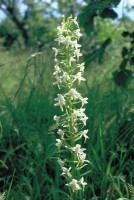 Platanthera bifolia