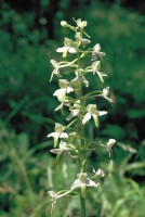 Platanthera bifolia