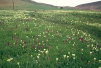 Dactylorhiza osmanica